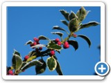 19 Cathedral Grounds Holly Bush